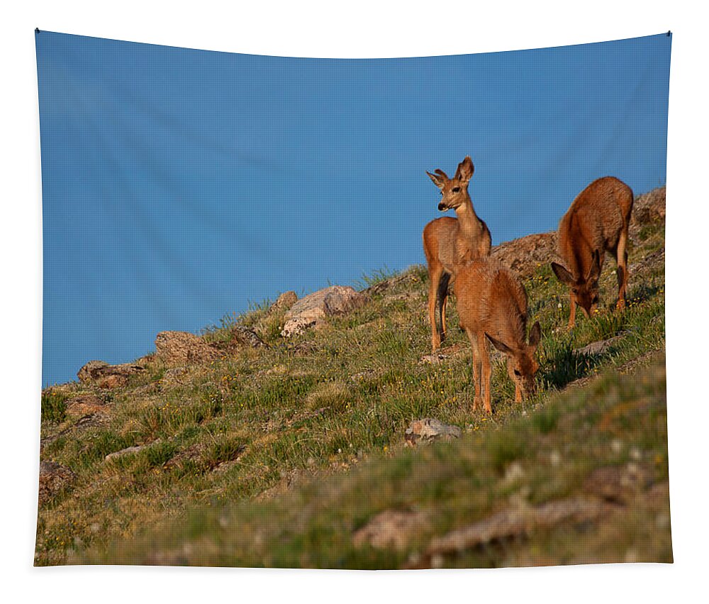 Mule Deer Photograph Tapestry featuring the photograph The Raven and the Deer by Jim Garrison