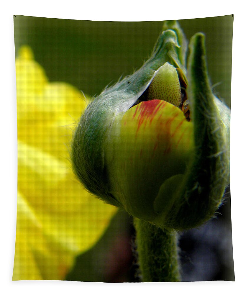 Ranunculus Flower Tapestry featuring the photograph This Buds For You by Kim Galluzzo