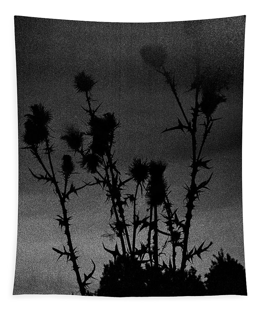 Kodak Tapestry featuring the photograph Thistles by Hakon Soreide