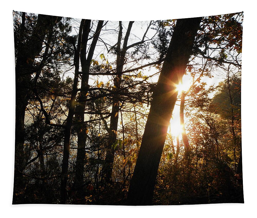 Trees Tapestry featuring the photograph Thru The Trees by Kim Galluzzo