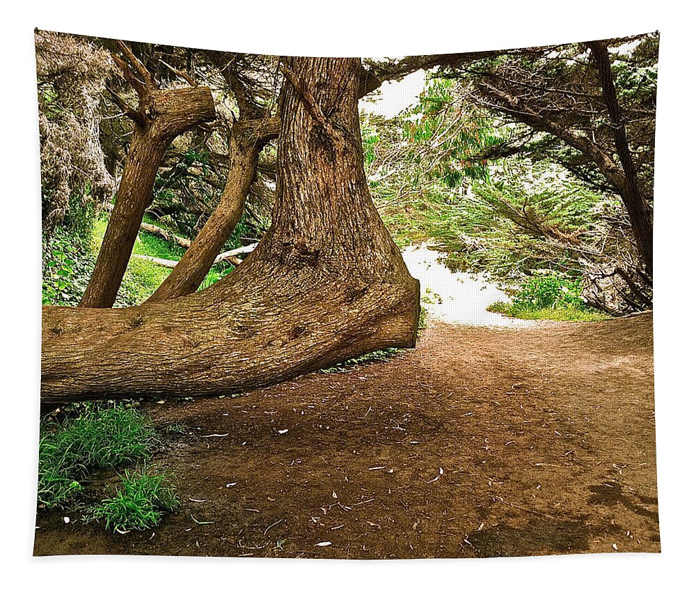 Tree Tapestry featuring the photograph Tree And Trail by Bill Owen