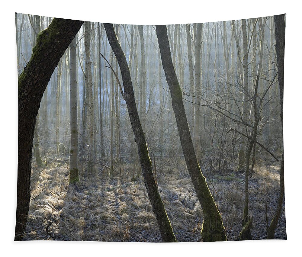 Trees Tapestry featuring the photograph Trees in forest by Matthias Hauser