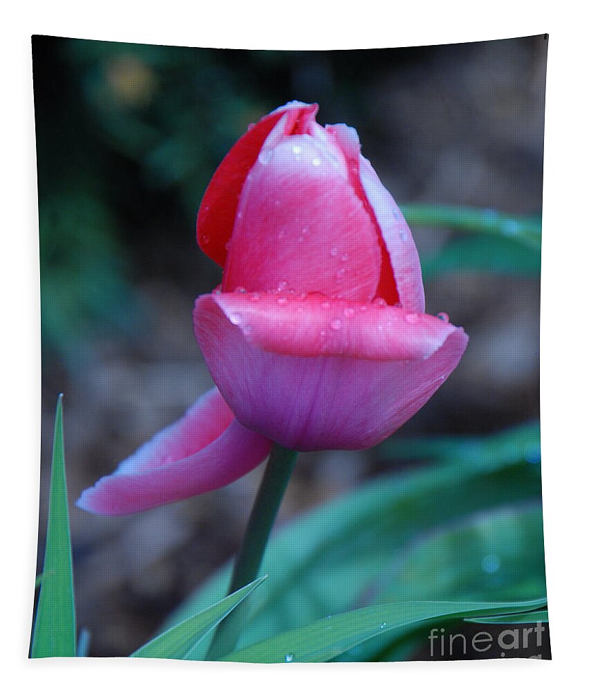 Tulip Tapestry featuring the photograph Tulip After the Rain by Grace Grogan