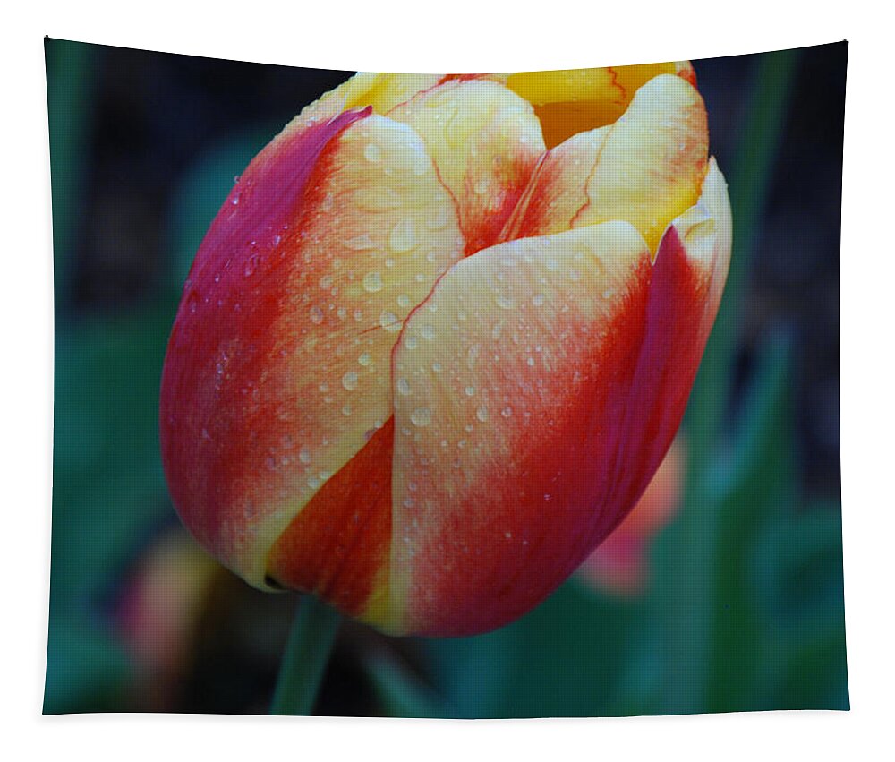 Tulip Tapestry featuring the photograph Tulip in Rain by Grace Grogan