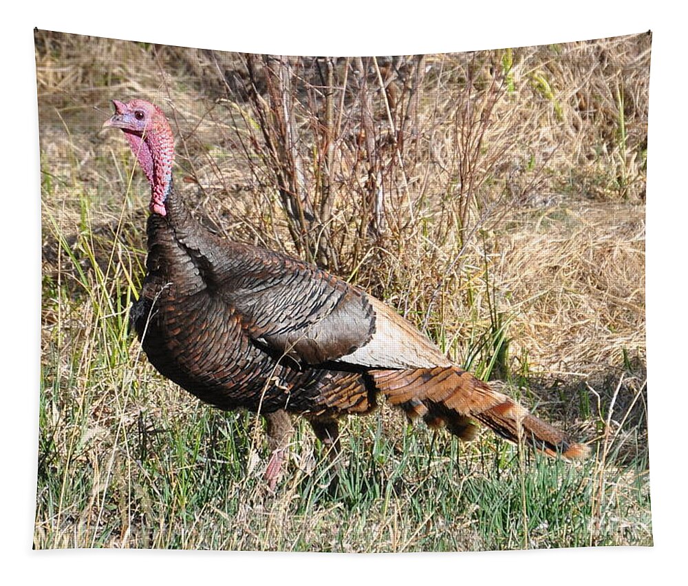 Turkey Tapestry featuring the photograph Turkey in the Straw by Dorrene BrownButterfield