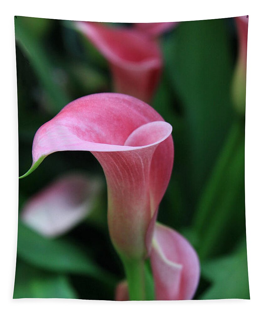 Calla Lily Tapestry featuring the photograph Twirl by Tammy Espino