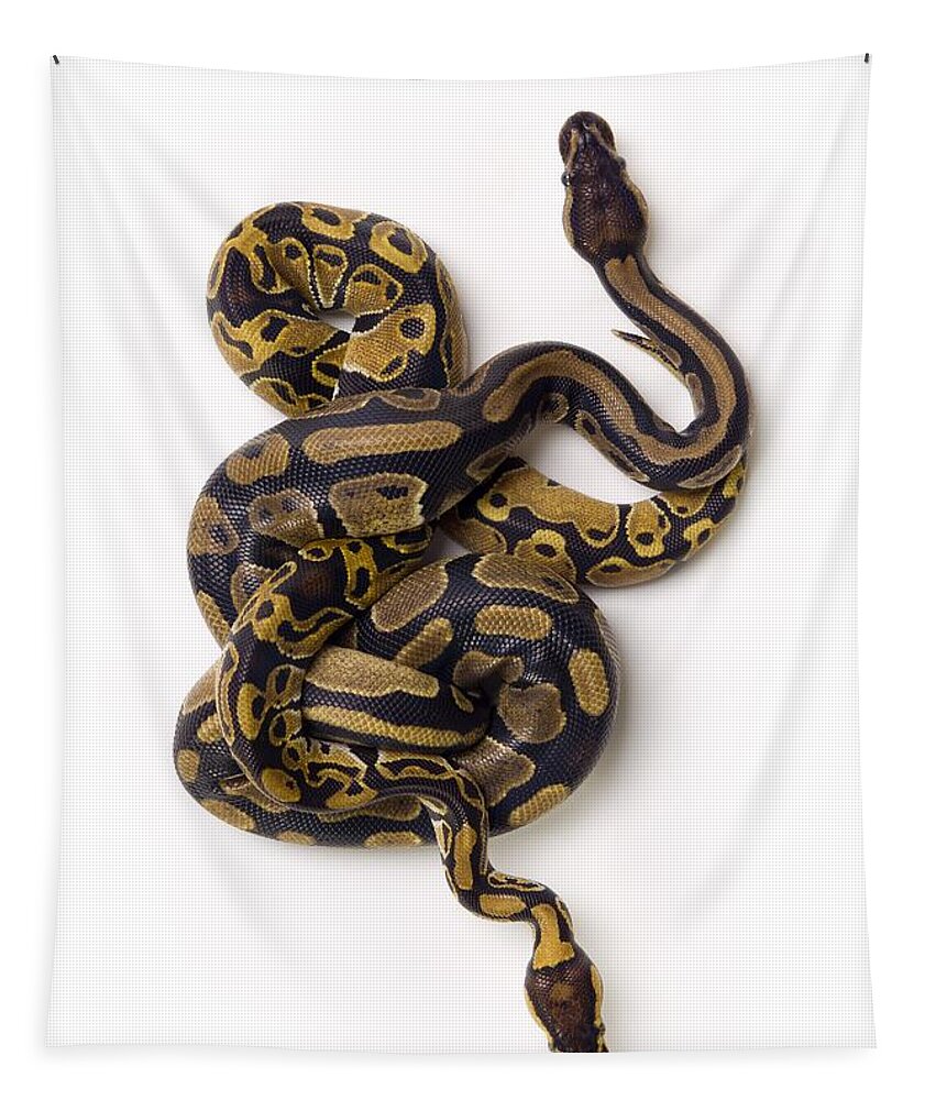 Animal Copulation Tapestry featuring the photograph Two Ball Python Snakes Intertwined by Corey Hochachka