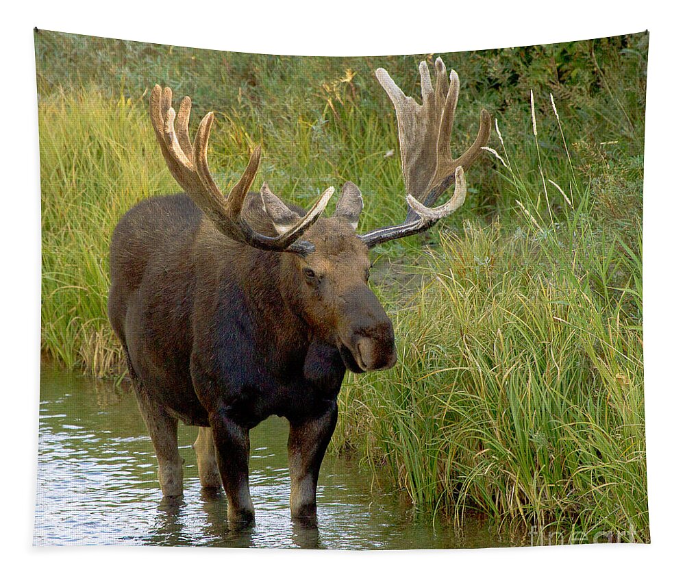 Bull Moose Tapestry featuring the photograph Wading Moose by Sue Karski