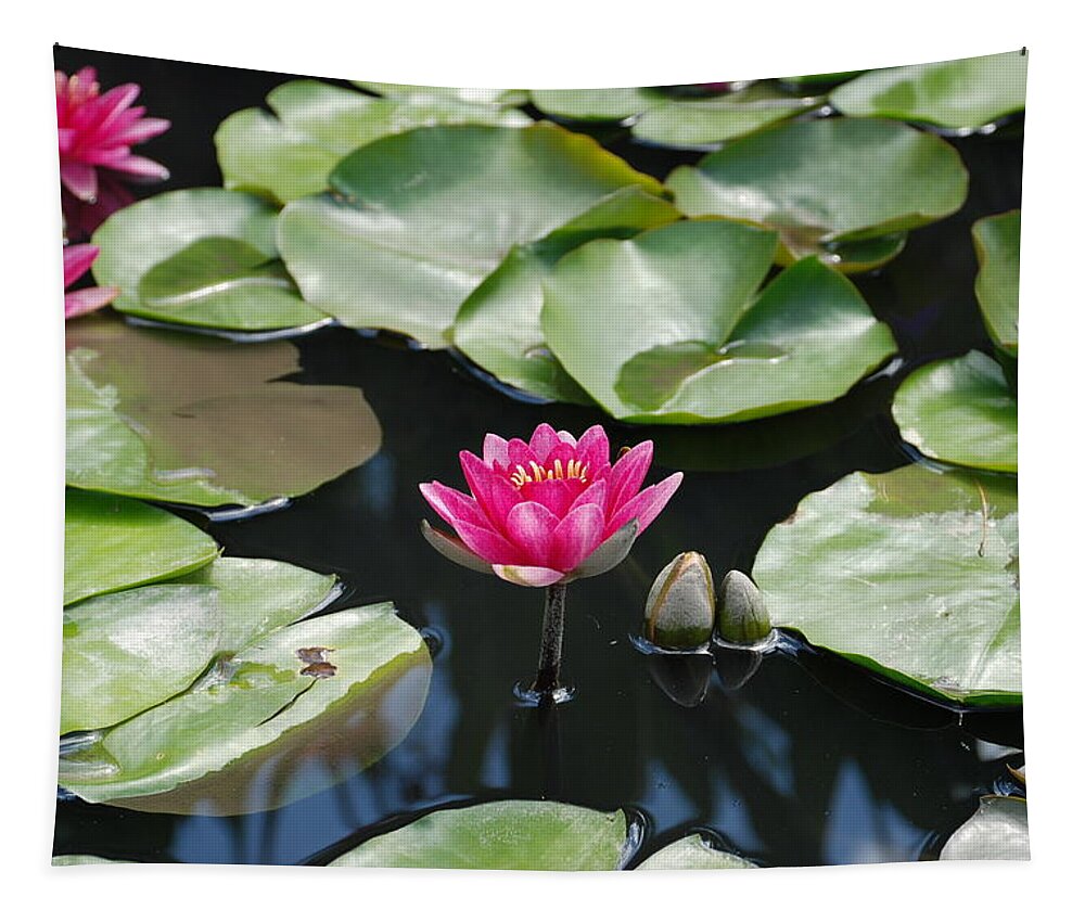 Water Lilies Tapestry featuring the photograph Water Lilies by Jennifer Ancker