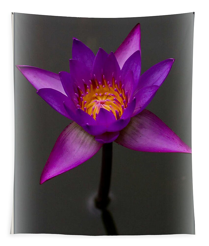 Water Tapestry featuring the photograph Water Lily by Farol Tomson