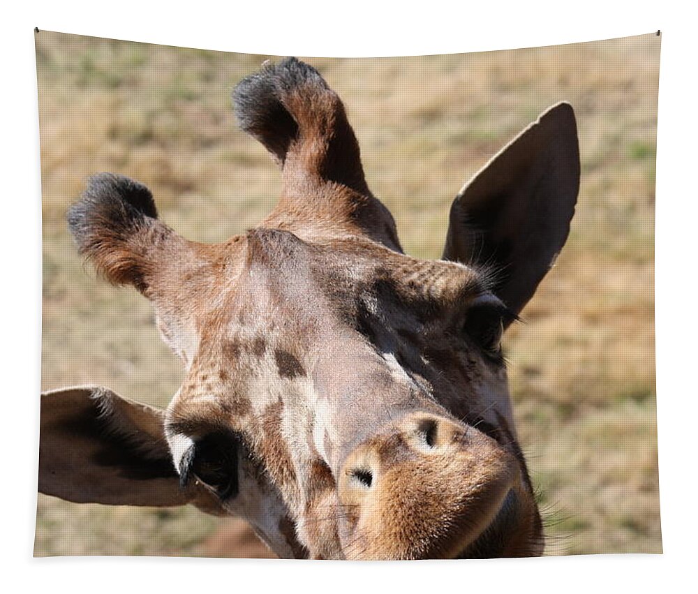 Giraffe Tapestry featuring the photograph What A Face by Kim Galluzzo Wozniak