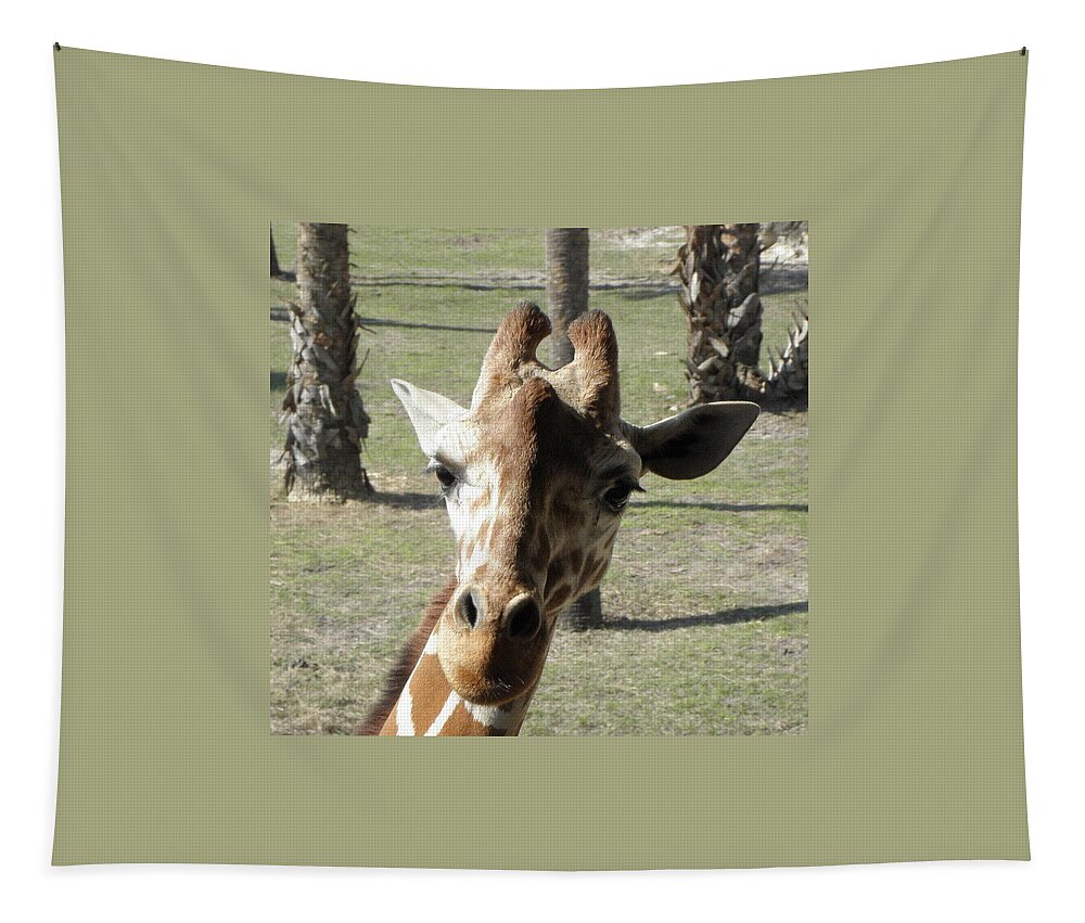 Giraffe Tapestry featuring the photograph What Are You Looking At by Kim Galluzzo Wozniak