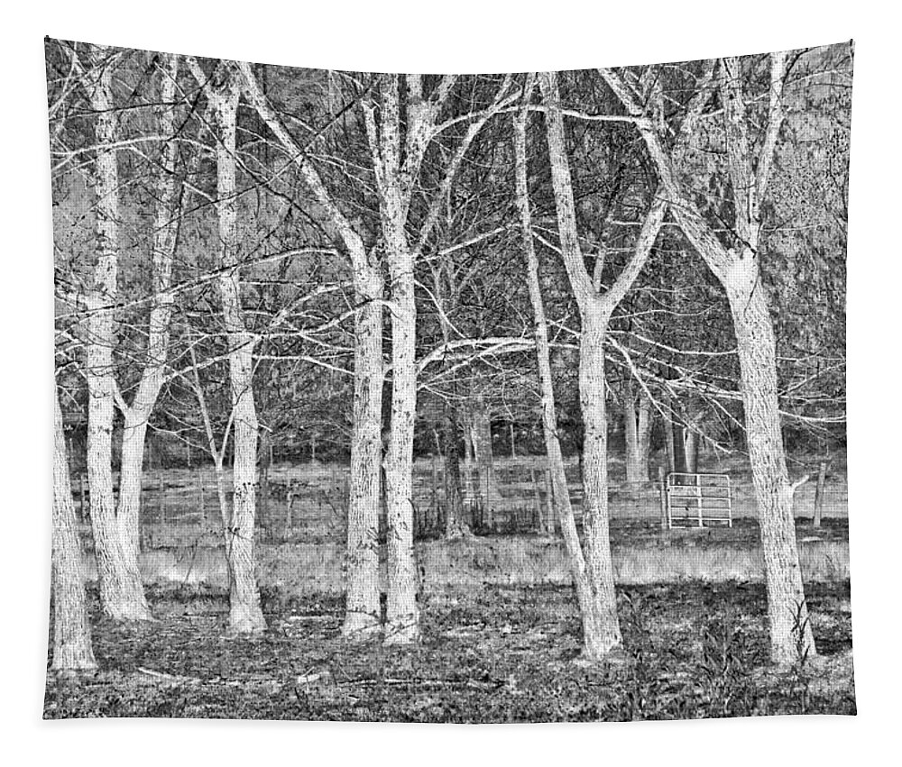 Apalachia Tapestry featuring the photograph White Grove by Debra and Dave Vanderlaan