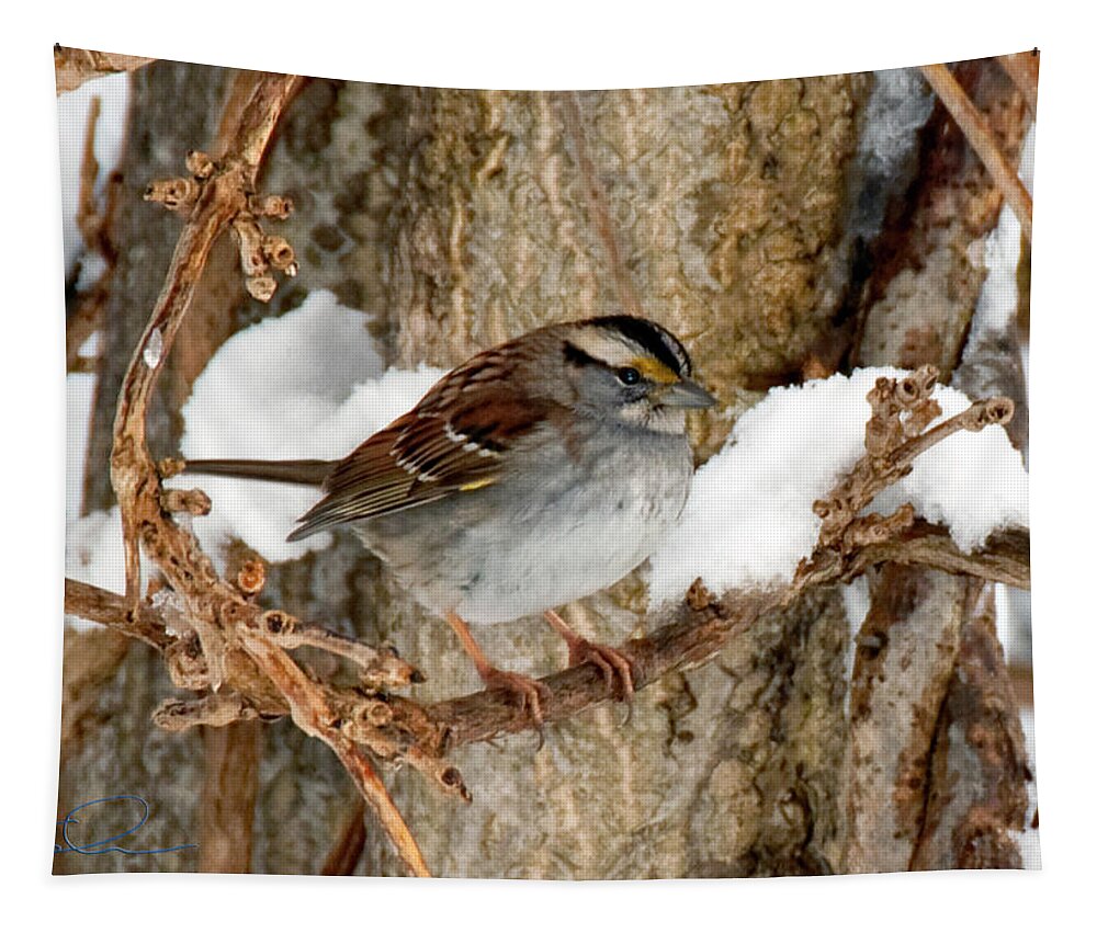 White Throated Sparrow Tapestry featuring the photograph White Throat by S Paul Sahm