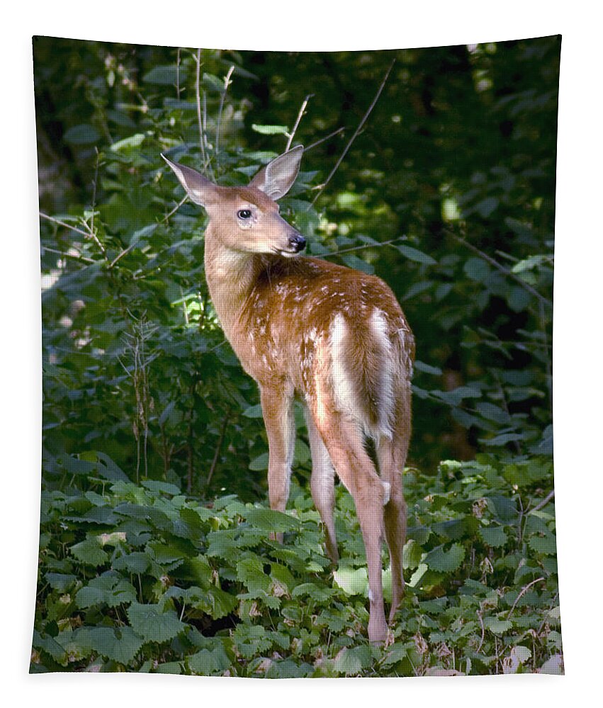 Whitetail Deer Fawn Young Bambi Mammal Looking Back Behind Folia Tapestry featuring the photograph Whitetail Deer Fawn by Randall Nyhof
