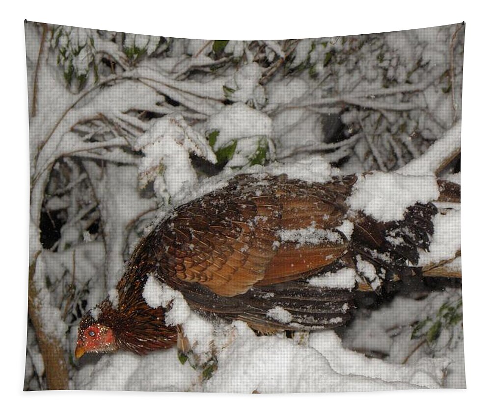 Wild Tapestry featuring the photograph Wild Chicken by Kim Galluzzo