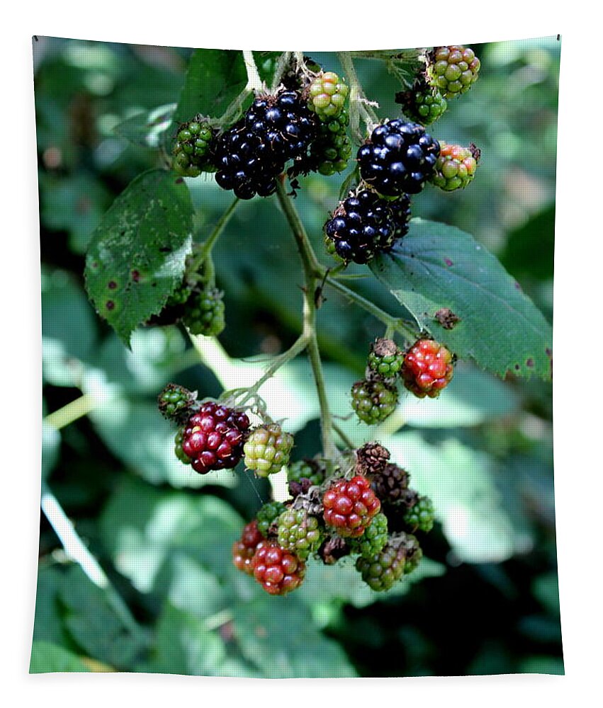 Oregon Tapestry featuring the photograph Wild Oregon Blackberries by Jo Sheehan