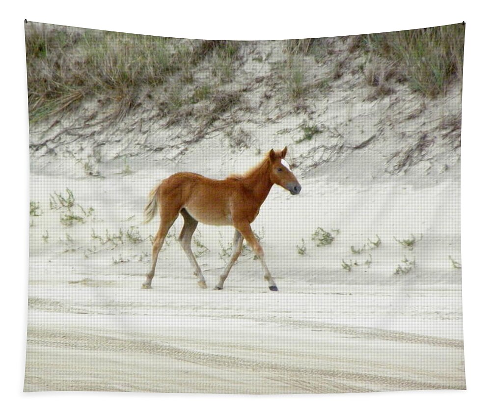 Foal Tapestry featuring the photograph Wild Spanish Mustang Foal of the Outer Banks of North Carolina by Kim Galluzzo Wozniak