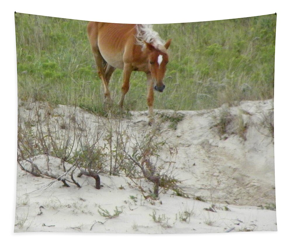 Mustang Tapestry featuring the photograph Wild Spanish Mustang of the Outer Banks of North Carolina by Kim Galluzzo Wozniak