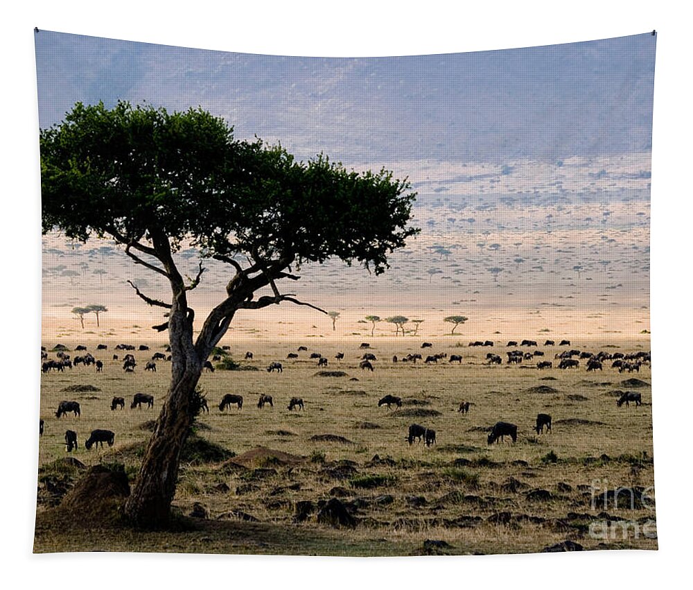 Fauna Tapestry featuring the photograph Wildebeest Connochaetes Taurinus Grazing by Gregory G Dimijian MD