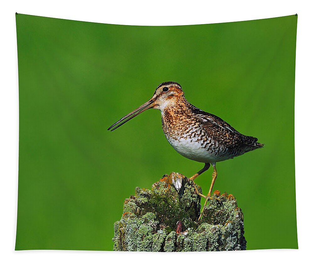 Wilson's Snipe Tapestry featuring the photograph Wilson's Snipe by Tony Beck