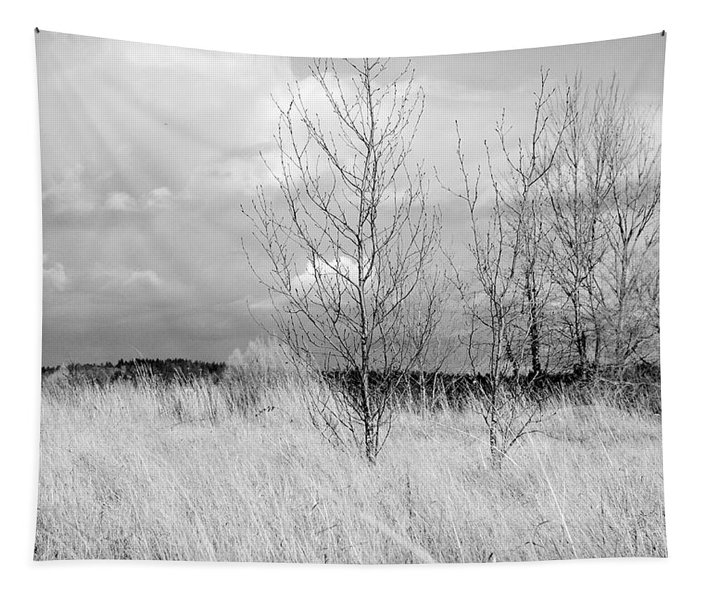 Winter Tapestry featuring the photograph Winter Bare by Kathleen Grace