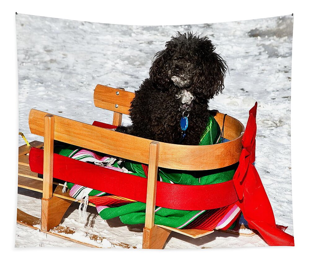 Poodle In Winter Tapestry featuring the photograph Winter Ride by Burney Lieberman