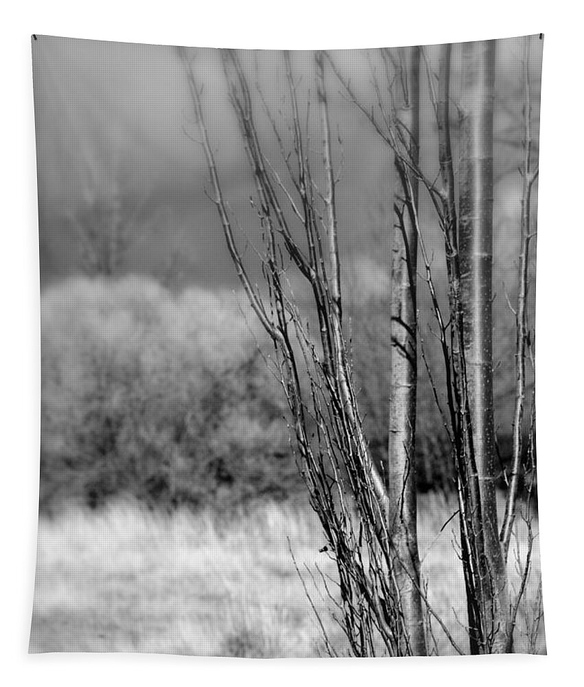 Landscape Tapestry featuring the photograph Winters Branch by Kathleen Grace