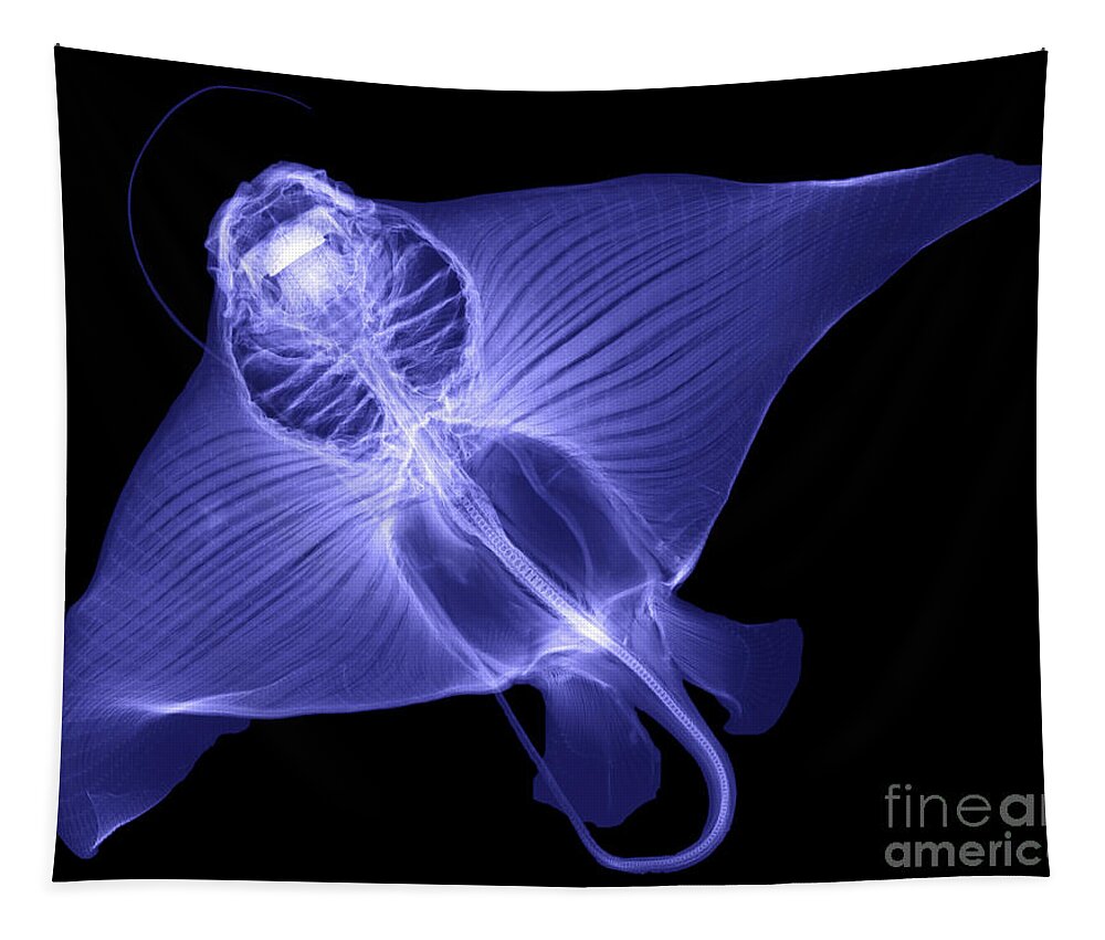 X-ray Tapestry featuring the photograph X-ray Of Cownose Ray by Ted Kinsman