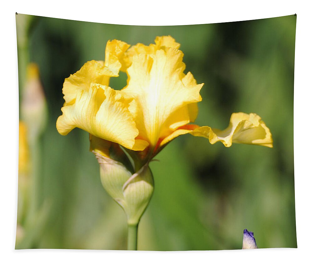 Beautiful Iris Tapestry featuring the photograph Yellow and White Iris by Jai Johnson