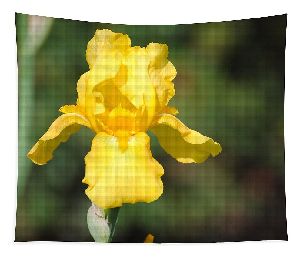 Flower Tapestry featuring the photograph Yellow Iris by Jai Johnson