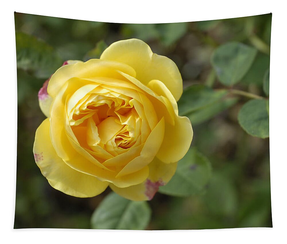 Rose Tapestry featuring the photograph Yellow rose by Matthias Hauser
