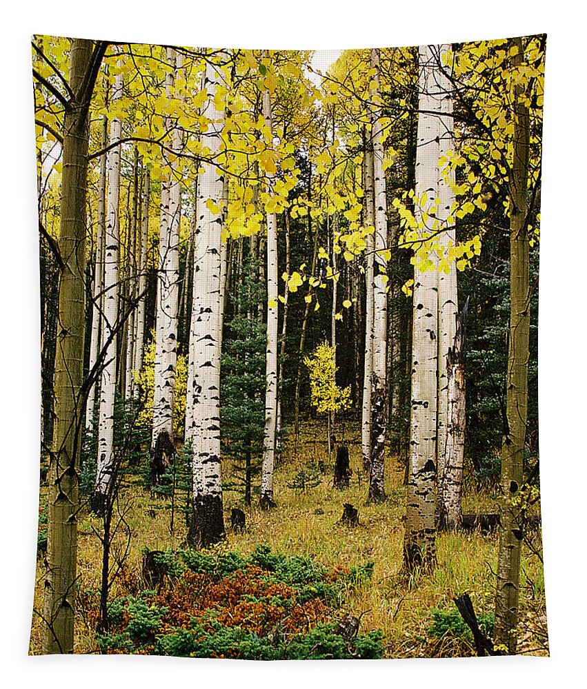 Red River Tapestry featuring the photograph Aspen Grove In Upper Red River Valley by Ron Weathers