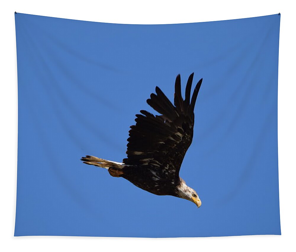 Bald Eagle Juvenile Tapestry featuring the photograph Bald Eagle Juvenile Burgess Res CO by Margarethe Binkley