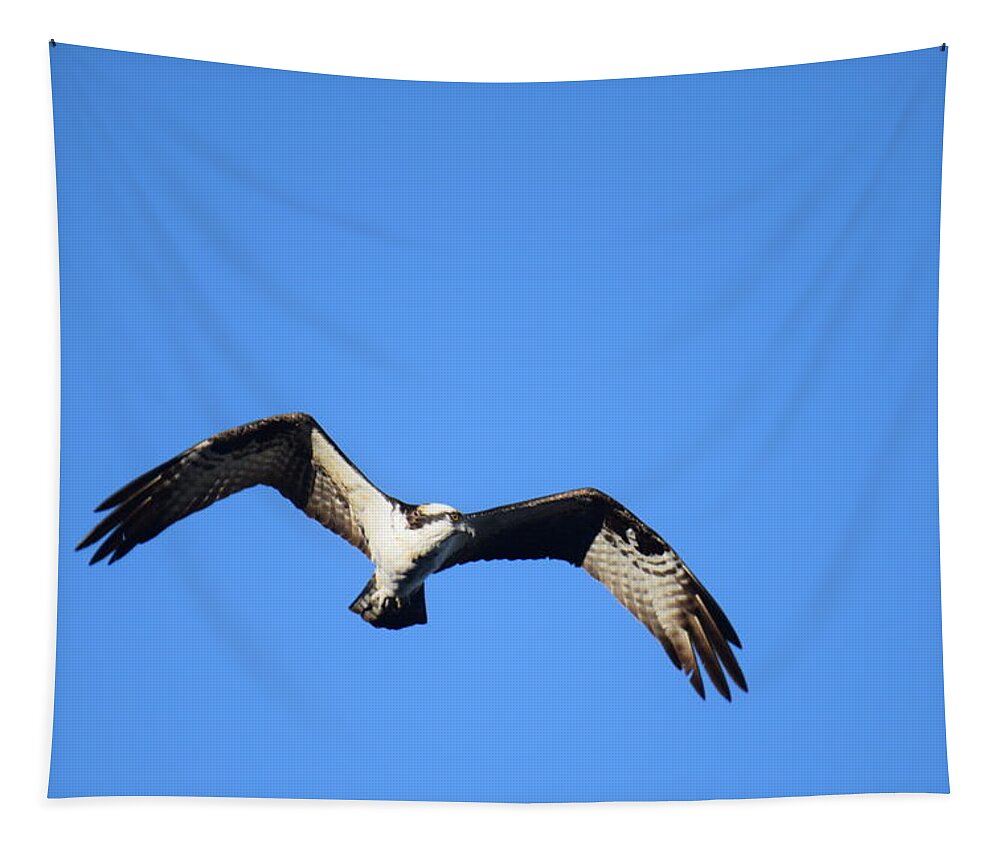 Osprey Tapestry featuring the photograph Osprey Burgess Res Divide CO by Margarethe Binkley