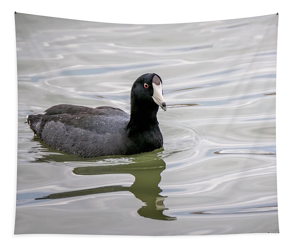 American Coot Tapestry featuring the photograph American Coot #1 by LeeAnn McLaneGoetz McLaneGoetzStudioLLCcom