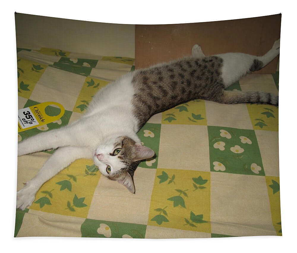 Relaxed Cat Tapestry featuring the photograph Ammani the cat #1 by Asha Sudhaker Shenoy