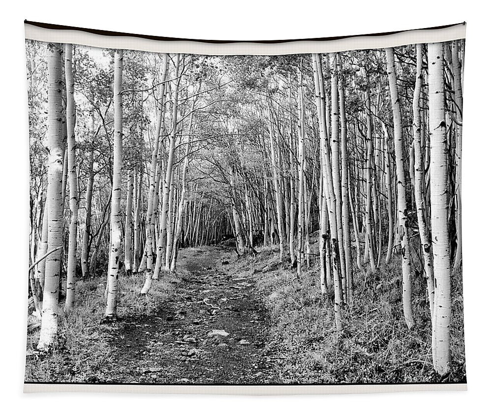 Aspen Tapestry featuring the photograph Aspen Forest by Farol Tomson