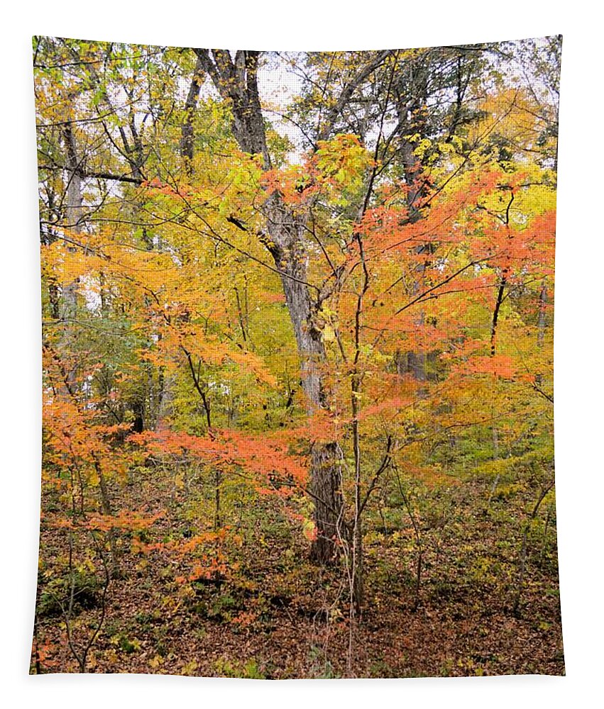 Forest Tapestry featuring the photograph Autumn #1 by Bonfire Photography