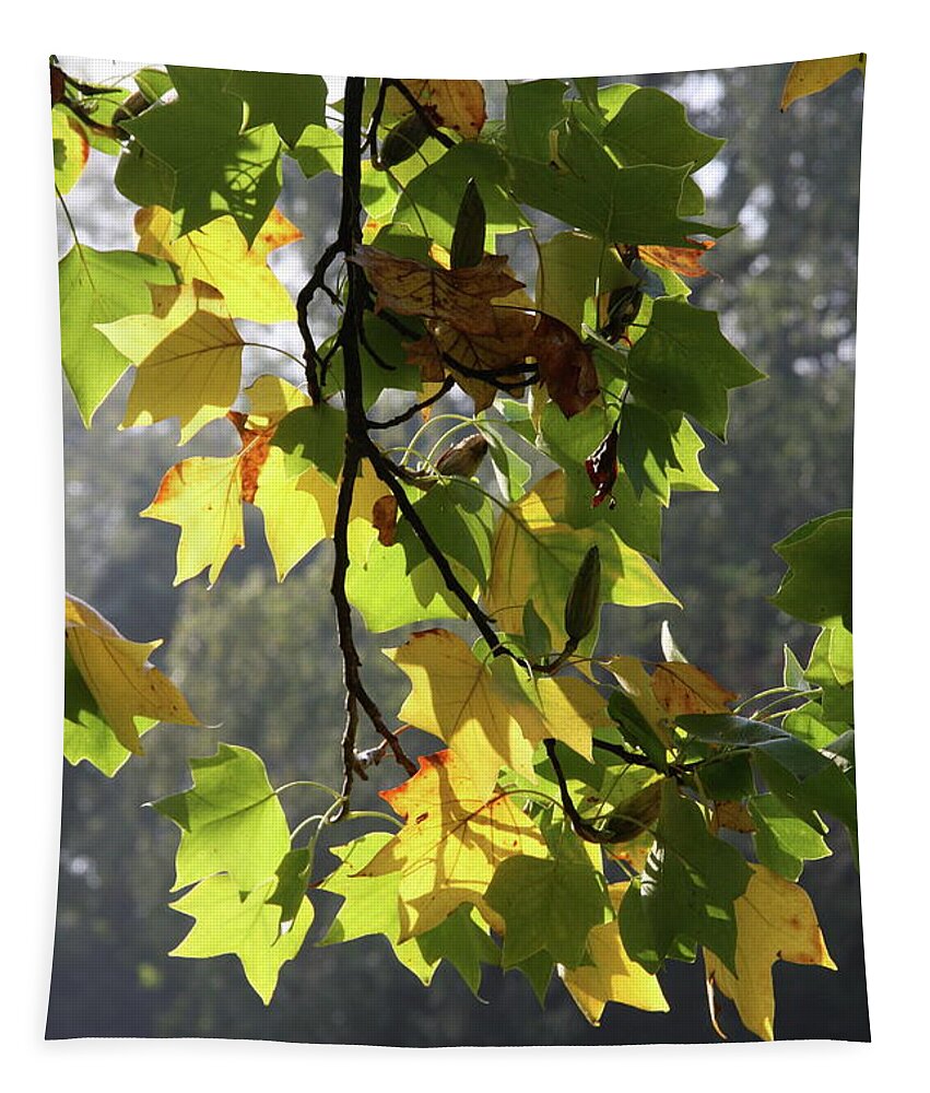 Autumn Tapestry featuring the photograph Autumn Colors #1 by Christiane Schulze Art And Photography