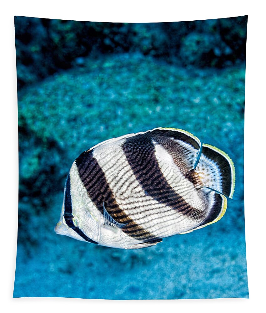 Banded Butterflyfish Tapestry featuring the photograph Banded Butterflyfish #1 by Perla Copernik
