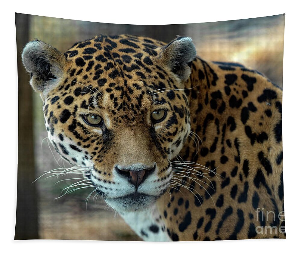 Jaguar Tapestry featuring the photograph Beautiful Jaguar Portrait by Sam Rino