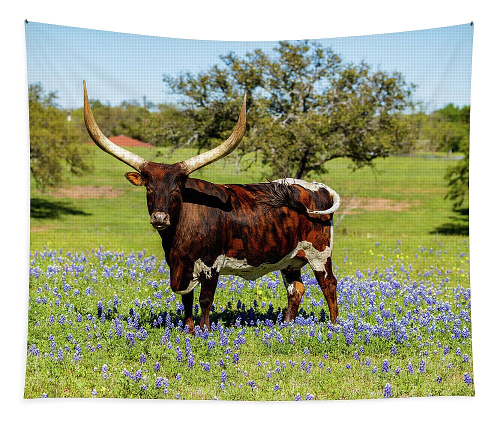 African Breed Tapestry featuring the photograph Beautiful longhorn bull by Raul Rodriguez