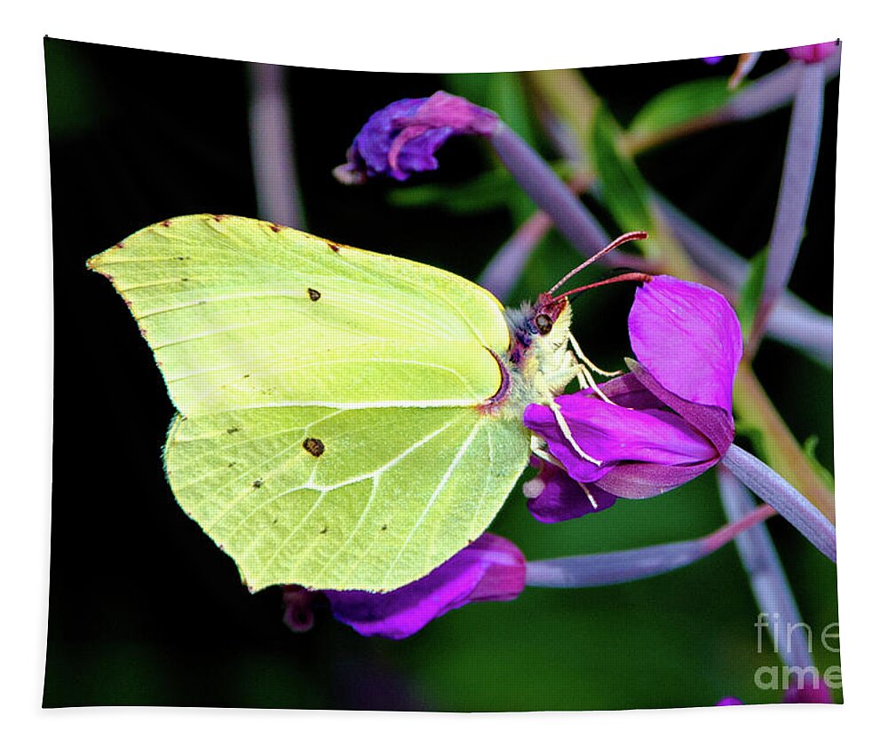 Animal Tapestry featuring the photograph Brimstone butterfly by Amanda Mohler