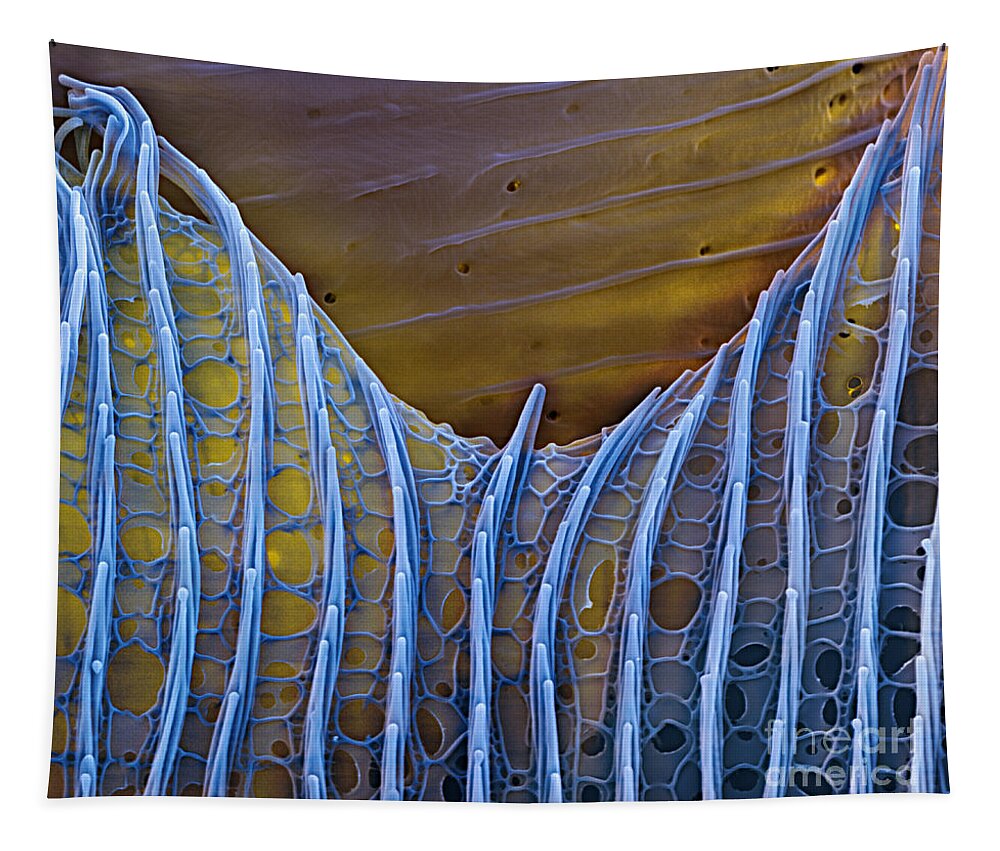 Science Tapestry featuring the photograph Butterfly Wing Scale Sem by Eye of Science
