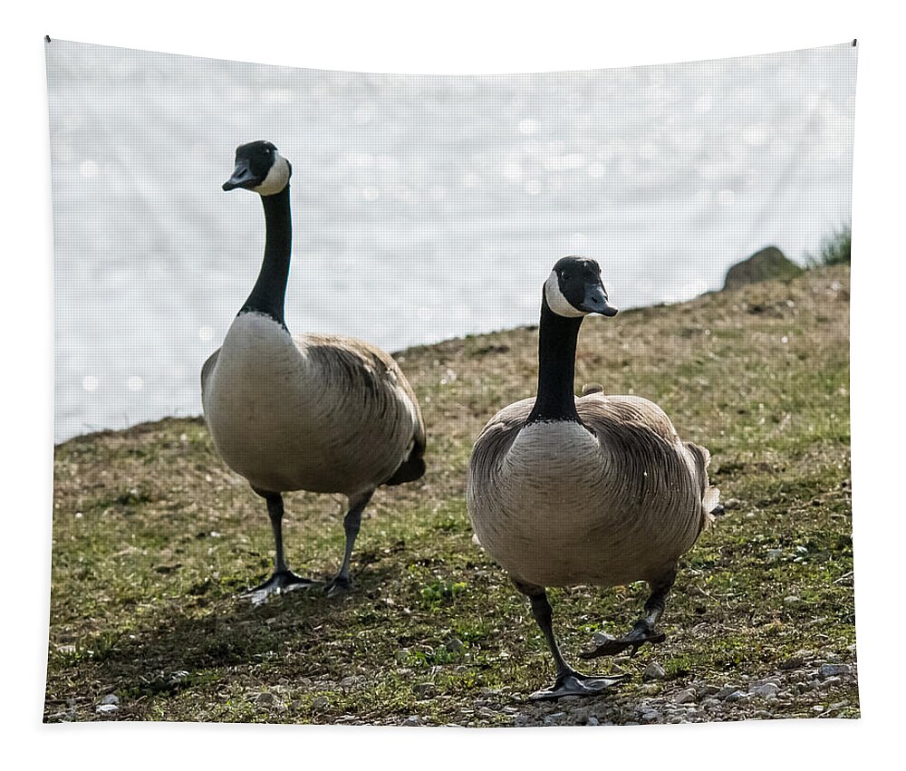 Jan Holden Tapestry featuring the photograph Canada Geese   by Holden The Moment