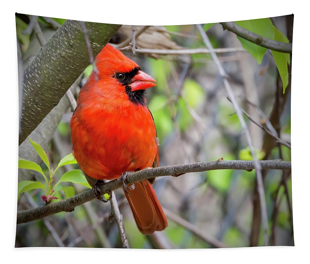 2d Tapestry featuring the photograph Cardinal Perched #1 by Brian Wallace