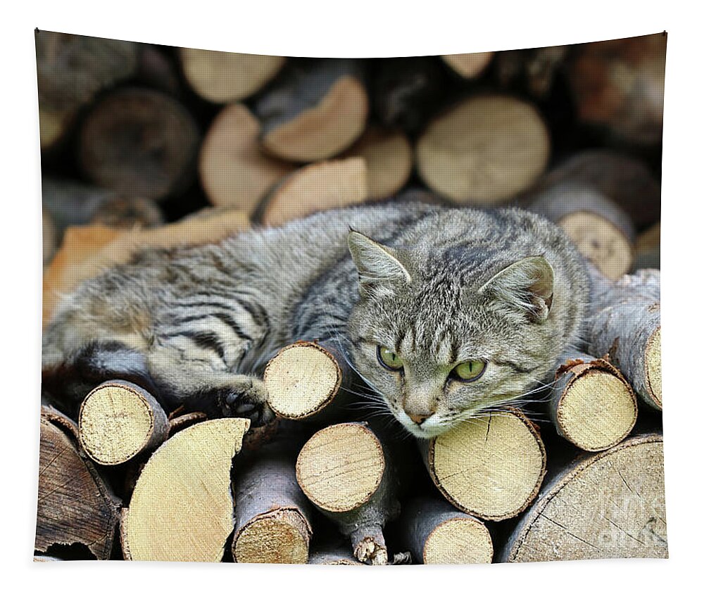 Rest Tapestry featuring the photograph Cat resting on a heap of logs #1 by Michal Boubin