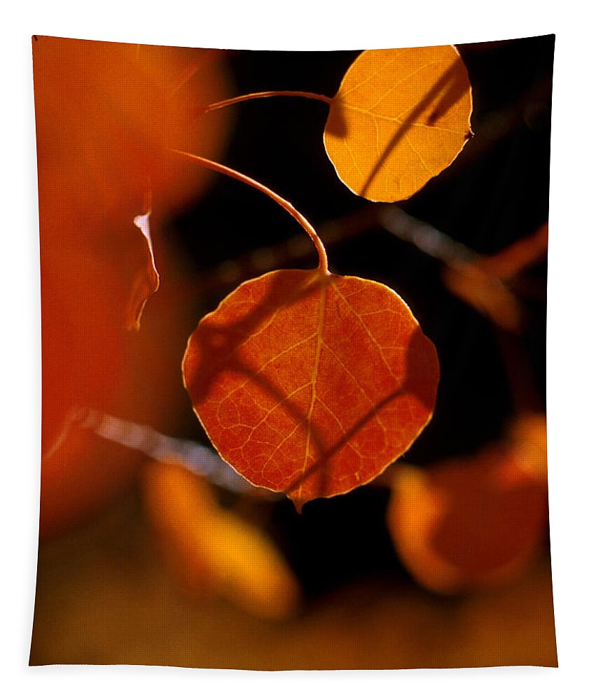 Fall Colors Tapestry featuring the photograph Colorado Gold #1 by Jerry McElroy