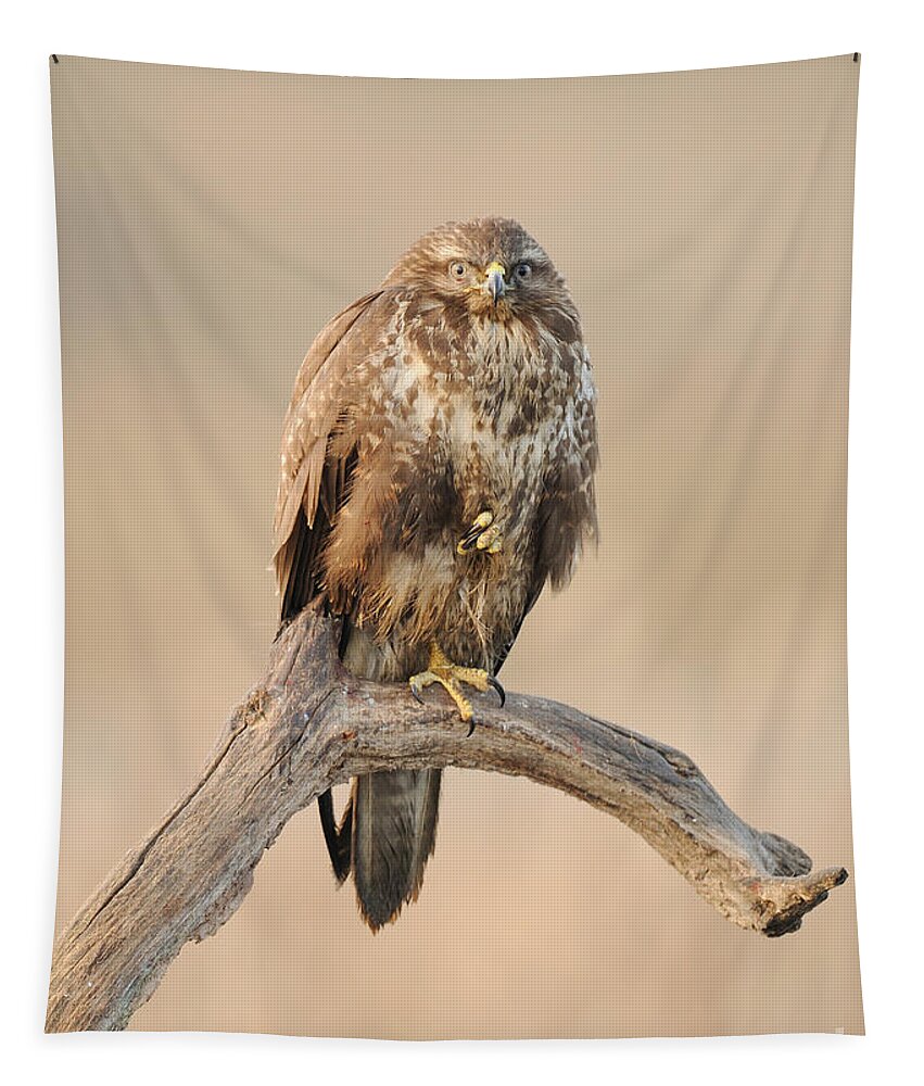 Common Buzzard Tapestry featuring the photograph Common Buzzard #1 by Dr. Rainer Herzog